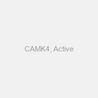 CAMK4, Active